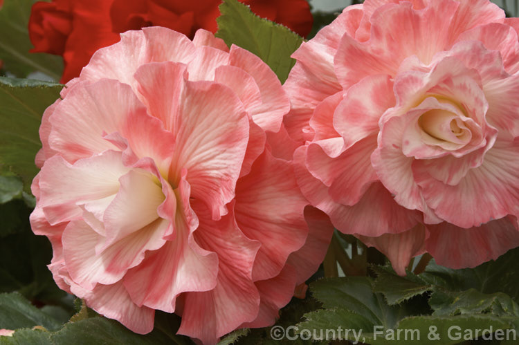 <i>Begonia x tuberhybrida</i> 'Melissa', one of the many fancy-flowered tuberous begonias, a group of hybrids derived from several Andean species. Order: Cucurbitales, Family: Begoniaceae