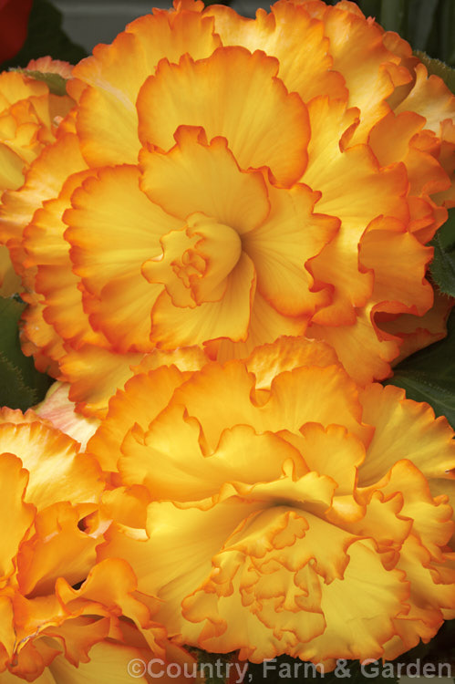 <i>Begonia x tuberhybrida</i> 'Jamboree', one of the many fancy-flowered tuberous begonias, a group of hybrids derived from several Andean species. Order: Cucurbitales, Family: Begoniaceae