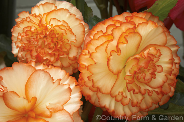 <i>Begonia x tuberhybrida</i> 'Orange Dream', one of the many fancy-flowered tuberous begonias, a group of hybrids derived from several Andean species. Order: Cucurbitales, Family: Begoniaceae