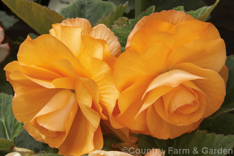 <i>Begonia x tuberhybrida</i> 'Summertime', one of the many fancy-flowered tuberous begonias, a group of hybrids derived from several Andean species. Order: Cucurbitales, Family: Begoniaceae