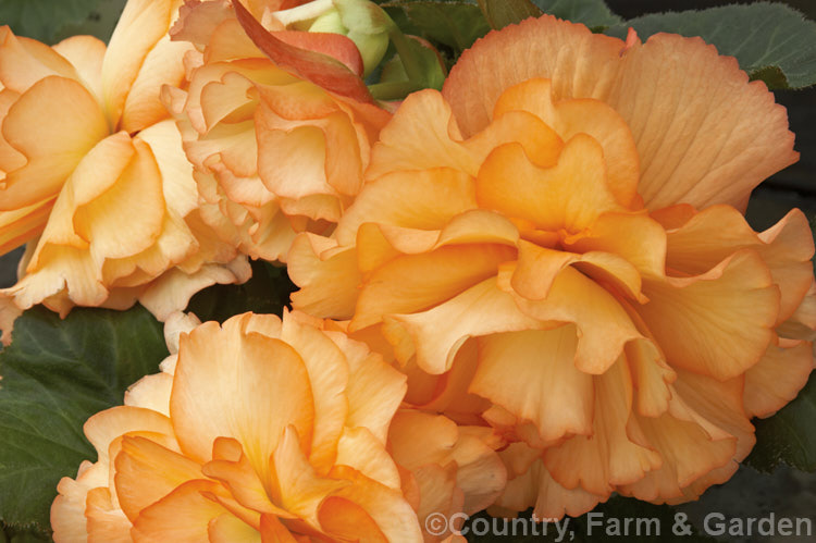 <i>Begonia x tuberhybrida</i> 'Kirsty', one of the many fancy-flowered tuberous begonias, a group of hybrids derived from several Andean species. Order: Cucurbitales, Family: Begoniaceae