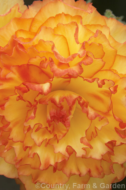 <i>Begonia x tuberhybrida</i> 'Sunrise Lace', one of the many fancy-flowered tuberous begonias, a group of hybrids derived from several Andean species. Order: Cucurbitales, Family: Begoniaceae