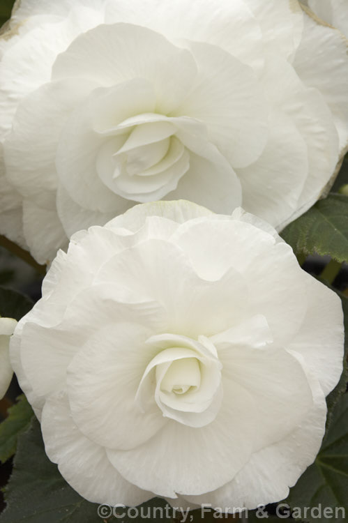 <i>Begonia x tuberhybrida</i> 'Billie Langdon', raised by Blackmore and Langdon, this is one of the many fancy-flowered tuberous begonias, a group of hybrids derived from several Andean species. Order: Cucurbitales, Family: Begoniaceae