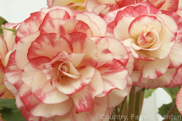 <i>Begonia x tuberhybrida</i> 'Honeymoon', one of the many fancy-flowered tuberous begonias, a group of hybrids derived from several Andean species. Order: Cucurbitales, Family: Begoniaceae