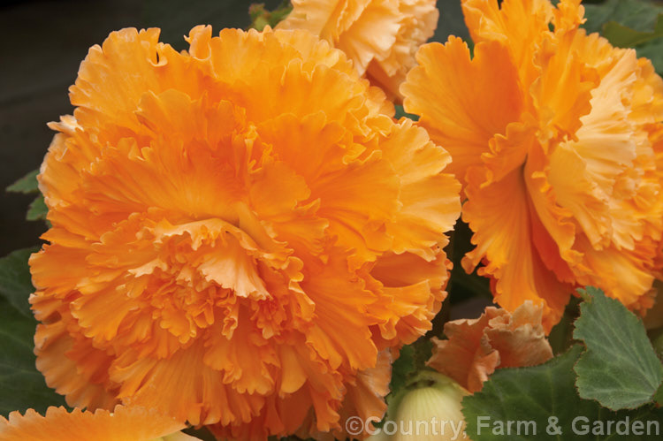 <i>Begonia x tuberhybrida</i> 'Gwen', one of the many fancy-flowered tuberous begonias, a group of hybrids derived from several Andean species. Order: Cucurbitales, Family: Begoniaceae