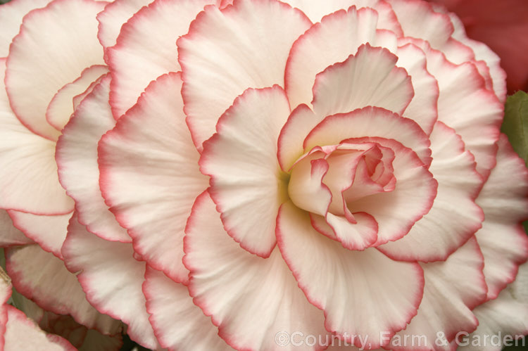 <i>Begonia x tuberhybrida</i> 'Mardi Gras', raised by Blackmore and Langdon, this is one of the many fancy-flowered tuberous begonias, a group of hybrids derived from several Andean species. Order: Cucurbitales, Family: Begoniaceae