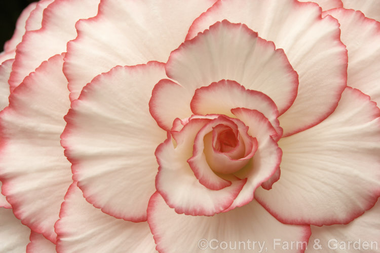 <i>Begonia x tuberhybrida</i> 'Mardi Gras', raised by Blackmore and Langdon, this is one of the many fancy-flowered tuberous begonias, a group of hybrids derived from several Andean species. Order: Cucurbitales, Family: Begoniaceae