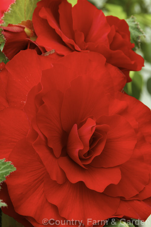 <i>Begonia x tuberhybrida</i> 'Royalty', one of the many fancy-flowered tuberous begonias, a group of hybrids derived from several Andean species. Order: Cucurbitales, Family: Begoniaceae