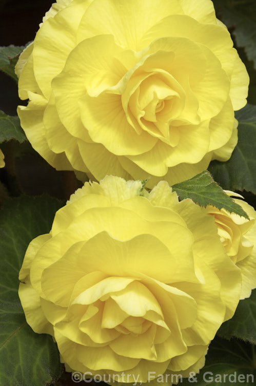 <i>Begonia x tuberhybrida</i> 'Gold Rush', one of the many fancy-flowered tuberous begonias, a group of hybrids derived from several Andean species. Order: Cucurbitales, Family: Begoniaceae