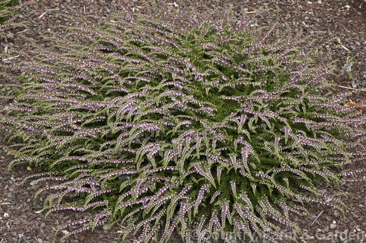 Calluna vulgaris 'Mrs Ronald. Gray', a summer- to early autumn-flowering, low, spreading heather cultivar with a rather tiered growth habit. It seldom grows over 10cm high but can spread to over 60cm wide. calluna-2108htm'>Calluna. Order: Ericales, Family: Ericaceae