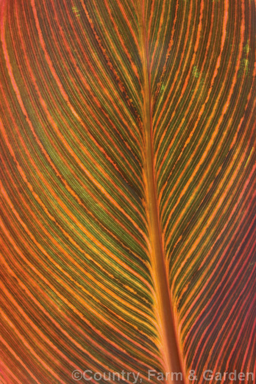 Backlit shot of the underside of a leaf of Canna x generalis 'Tropicanna', one of the many cultivars of this group of hybrid rhizomatous perennials of species from the American tropics and subtropics 'Tropicanna' has bright orange flowers but is really grown more for its boldly marked foliage. Order: Zingiberales, Family: Cannaceae