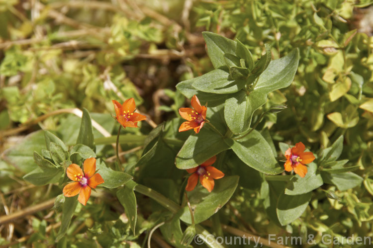 Scarlet Pimpernel (<i>Anagallis arvensis</i>), a small annual, biennial or short-lived perennial that usually appears as a weed in crops, pastures or lawns. Originally native to Europe, though now widespread throughout the temperate zones. Order: Ericales, Family: Primulaceae