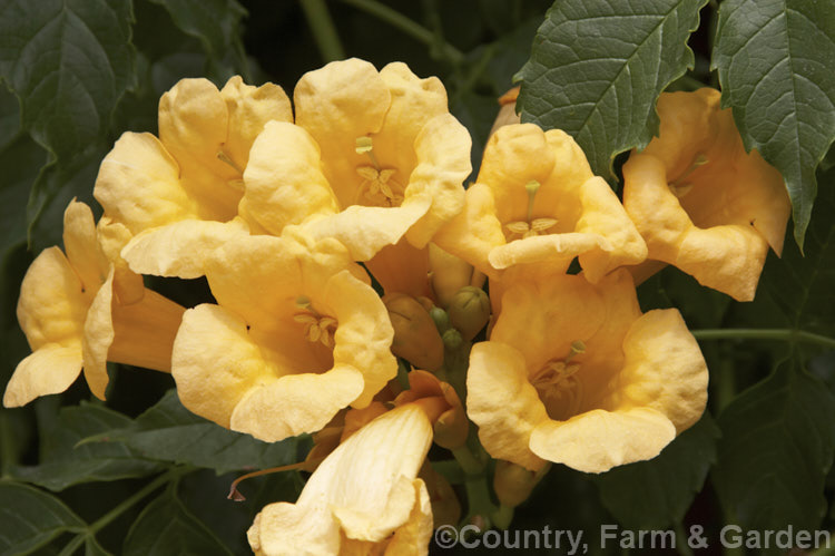 Yellow-flowered Trumpet Creeper (<i>Campsis radicans 'Flava' [syn 'Yellow Trumpet']), a yellow-flowered form of a normally orange-red-blooming deciduous climber from the south-eastern United States. It climbs using aerial roots. Order: Lamiales, Family: Bignoniaceae