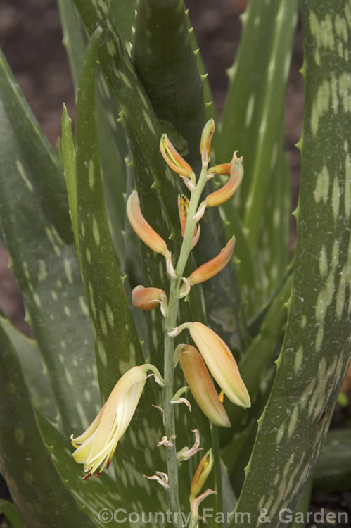 Medicine Plant (<i>Aloe vera [syn. Aloe barbadensis]), a succulent found naturally in the CaribbeanIslands, Central America, the Mediterranean region and the Canaries. The leaves contain a thick gel that has soothing properties and which is used in many cosmetic and medicinal products. Order: Asparagales, Family: Asphodelaceae