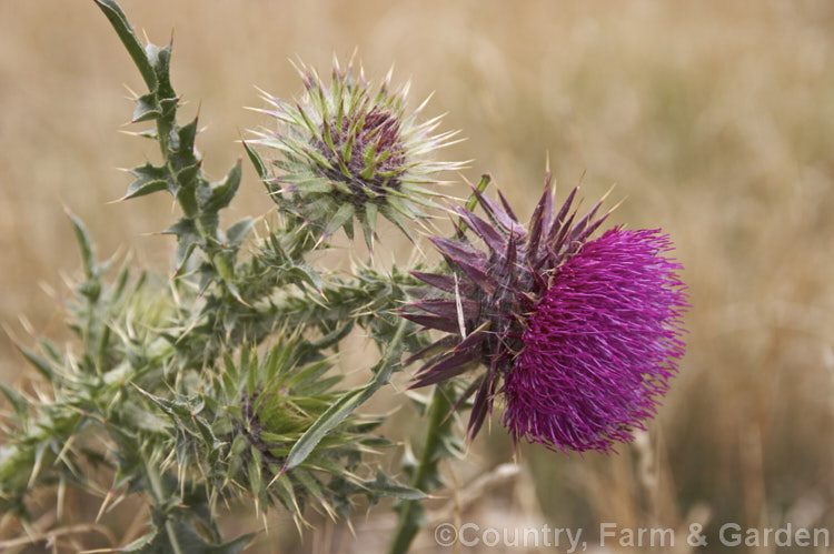 Nodding Thistle or Musk Thistle (<i>Carduus nutans</i>), a biennial thistle native to Eurasia but now a widespread weed in many temperate and subtropical areas of both hemispheres. It can grow to as much as 15m tall, is spiny all-over and the flowerheads are usually nodding, though they can be held horizontal or semi-erect. Order: Asterales, Family: Asteraceae