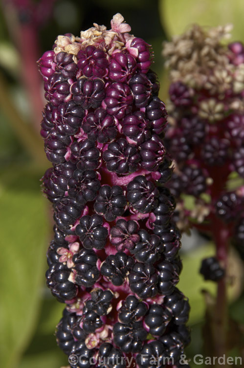 Chinese Pokeweed or Chinese Inkweed (<i>Phytolacca clavigera</i>), a woody-stemmed perennial or deciduous subshrub native to southwestern China. It bears 15-30cm long spikes of pink flowers in spring an early summer, followed by heads of fruit that are purple-black when ripe. The juice of the fruit can cause permanent stains. phytolacca-3218htm'>Phytolacca. <a href='phytolaccaceae-plant-family-photoshtml'>Phytolaccaceae</a>.