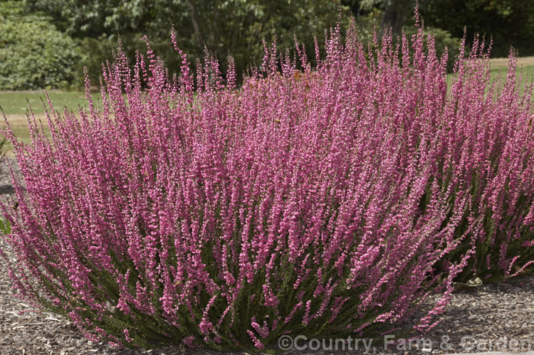 Calluna vulgaris 'Hammondii. Rubrifolia', a late summer-flowering dark-foliaged cultivar of heather or ling, a species found over much of the temperate Northern Hemisphere. It is a sport of 'Hammondii. Aureifolia'. calluna-2108htm'>Calluna. Order: Ericales, Family: Ericaceae