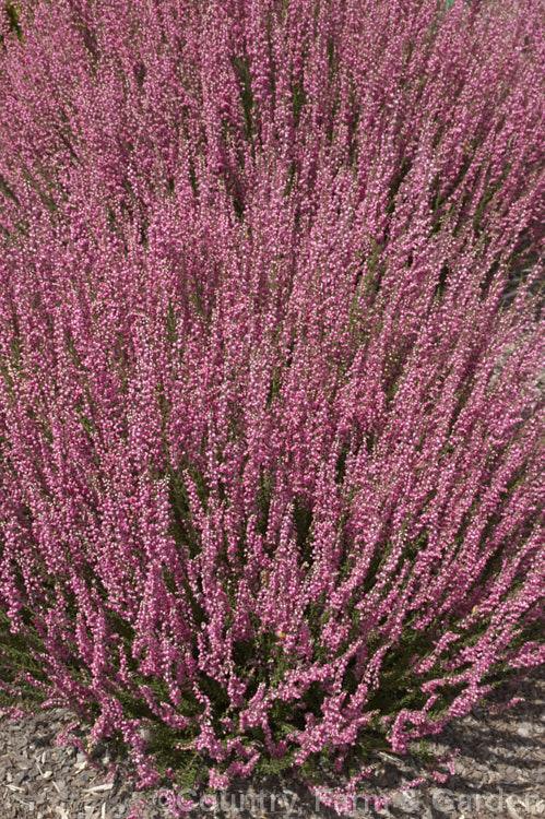 Calluna vulgaris 'Hammondii. Rubrifolia', a late summer-flowering dark-foliaged cultivar of heather or ling, a species found over much of the temperate Northern Hemisphere. It is a sport of 'Hammondii. Aureifolia'. calluna-2108htm'>Calluna. Order: Ericales, Family: Ericaceae