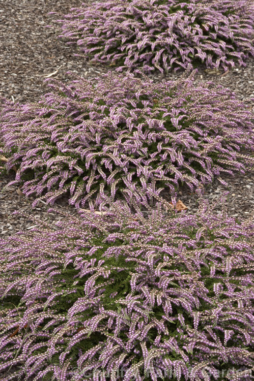 Calluna vulgaris 'Mrs Ronald. Gray', a summer- to early autumn-flowering, low, spreading heather cultivar with a rather tiered growth habit. It seldom grows over 10cm high but can spread to over 60cm wide. calluna-2108htm'>Calluna. Order: Ericales, Family: Ericaceae