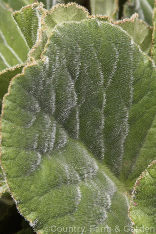 The densely hairy foliage of Bergenia ciliata, a near-evergreen perennial found from Afghanistan to southeastern Tibet at 1800-4300m altitude. It differs from the common. Bergenia cordifolia in its bristly-haired leaves and lesser hardiness. bergenia-2281htm'>Bergenia. <a href='saxifragaceae-plant-family-photoshtml'>Saxifragaceae</a>.