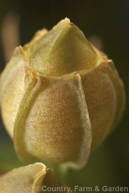 Seedpod of an Alstroemeria. Ligtu. Hybrid (<i>Alstroemeria ligtu x Alstroemeria haemantha</i>). This group of variably coloured hybrids is available in both named forms and seedling strains. They seed profusely and can be slightly invasive. alstroemeria-2321htm'>Alstroemeria.