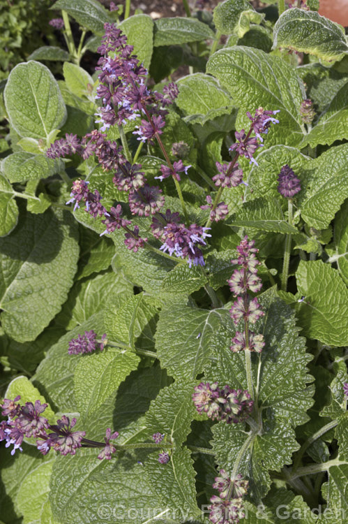 Lemon-scented. Catnip or Catmint (<i>Nepeta cataria 'Citriodora'), a scented foliage cultivar of a 60-100cm tall, summer-flowering Eurasian perennial that has become quite widely naturalised. Cats find the aromatic foliage attractive. nepeta-2459htm'>Nepeta.