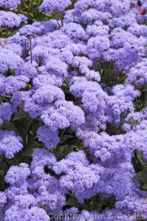 <i>Ageratum houstonianum</i> 'Leilani Blue', a popular compact, long-flowering cultivar of a summer-flowering annual that originated in Central America and the West Indies 'Leilani Blue' grows to around 50 cm high and wide. Order: Asterales, Family: Asteraceae