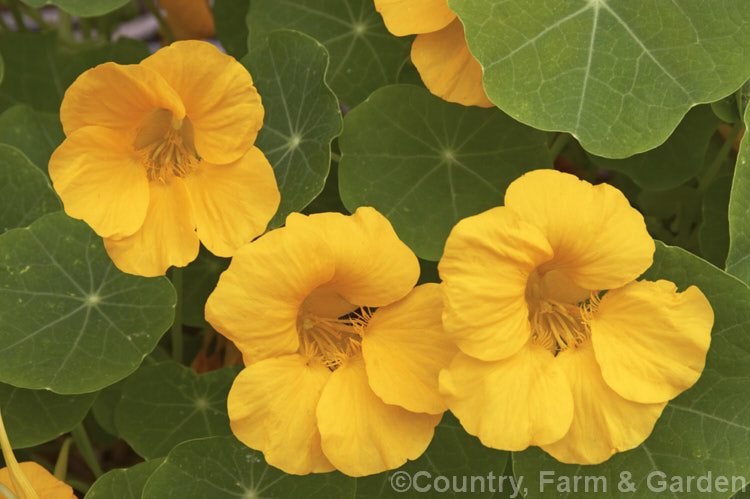 Nasturtium (<i>Tropaeolum majus</i>), a summer-flowering, semi-climbing annual native to Colombia and Bolivia. The many garden forms, such as the one shown here, are often hybrids, may behave as short-lived perennial and occur in a range of flower colours, sizes and growth forms. tropaeolum-3375htm'>Tropaeolum. <a href='tropaeolaceae-plant-family-photoshtml'>Tropaeolaceae</a>.