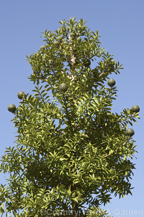 Kauri (<i>Agathis australis</i>), the largest New Zealand native tree, the kauri has an extremely strong, durable wood that is excellent for high grade furniture and construction. Its thick, leathery leaves and globular cones make it an attractive garden plant when young. Order: Araucariales, Family: Araucariaceae