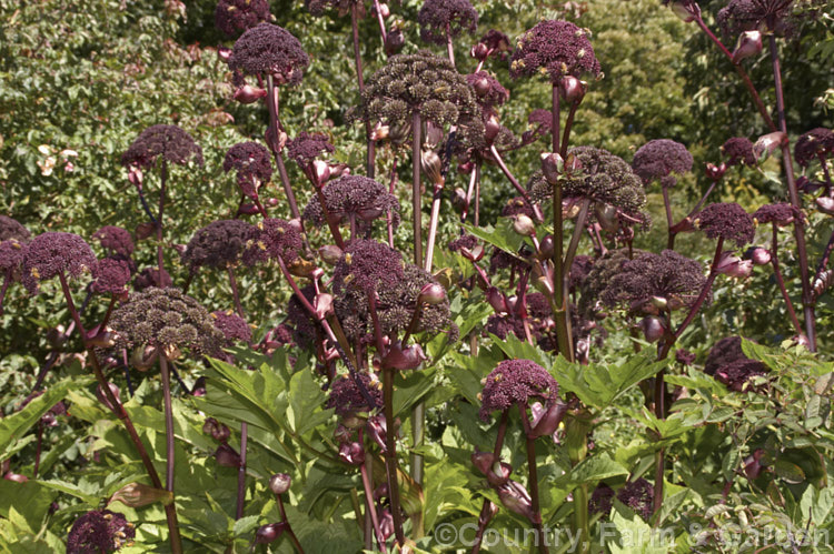 Angelica gigas, a strong-stemmed 1-3m tall perennial native to Korea, Japan and northern China. The plant develops from a heavy rootstock and its flowerheads, which open from late summer, are extremely nectar-rich and often covered with bees