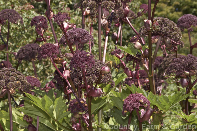 Angelica gigas, a strong-stemmed 1-3m tall perennial native to Korea, Japan and northern China. The plant develops from a heavy rootstock and its flowerheads, which open from late summer, are extremely nectar-rich and often covered with bees