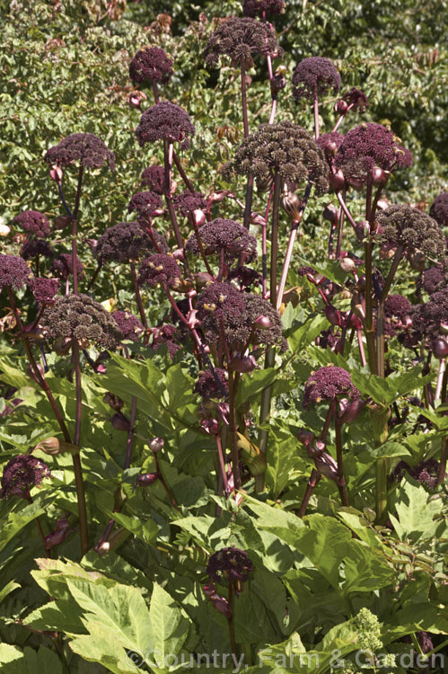 Angelica gigas, a strong-stemmed 1-3m tall perennial native to Korea, Japan and northern China. The plant develops from a heavy rootstock and its flowerheads, which open from late summer, are extremely nectar-rich and often covered with bees