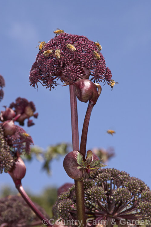 Angelica gigas, a strong-stemmed 1-3m tall perennial native to Korea, Japan and northern China. The plant develops from a heavy rootstock and its flowerheads, which open from late summer, are extremely nectar-rich and often covered with bees