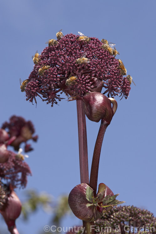 Angelica gigas, a strong-stemmed 1-3m tall perennial native to Korea, Japan and northern China. The plant develops from a heavy rootstock and its flowerheads, which open from late summer, are extremely nectar-rich and often covered with bees