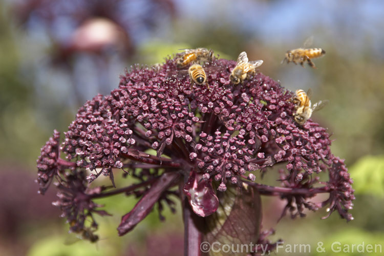 Angelica gigas, a strong-stemmed 1-3m tall perennial native to Korea, Japan and northern China. The plant develops from a heavy rootstock and its flowerheads, which open from late summer, are extremely nectar-rich and often covered with bees