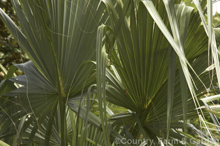 The costapalmate fronds of Palmetto Palm (<i>Sabal palmetto</i>), a 35m shrub to 20m tall fan palm native to the southeastern USA, the Bahamas and Cuba. It is quite frost hardy and tolerates coastal conditions. A costapalmate leaf is mid-way between a fan and a feather frond, with a distinct mid-rib but with the leaflets in a somewhat radial arrangement. Order: Arecales, Family: Arecaceae