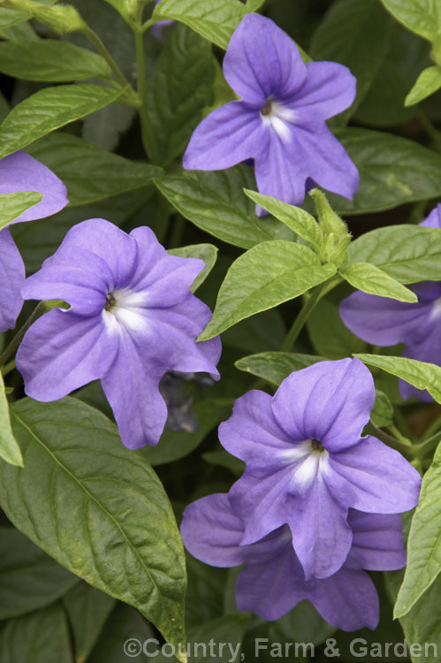 Bush Violet (<i>Browallia speciosa</i>), a shrubby perennial native to Colombia. The species grows to around 15m high and wide, with deep blue to purple flowers, but cultivars are often smaller and occur in a range of flower colours. browallia-2610htm'>Browallia.