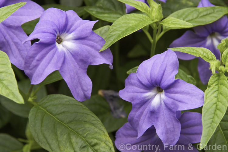 Bush Violet (<i>Browallia speciosa</i>), a shrubby perennial native to Colombia. The species grows to around 15m high and wide, with deep blue to purple flowers, but cultivars are often smaller and occur in a range of flower colours. browallia-2610htm'>Browallia.