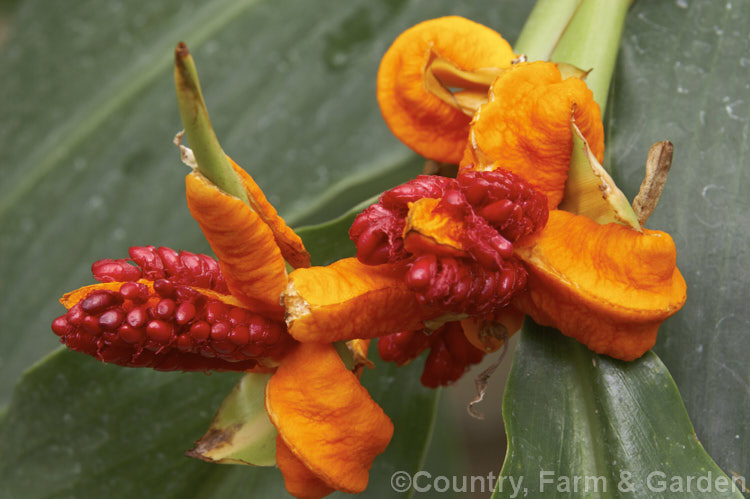 Brachychilum horsfieldii (syn. Hedychium horsfieldii</i>), an evergreen rhizomatous perennial with stems up to 2m long. Native to Java and a member of the ginger family (<i>Zingiberaceae</i>), it is cultivated for its colorful seedpods, which develop from small cream flowers that are not especially showy. brachychilum-2606htm'>Brachychilum. .