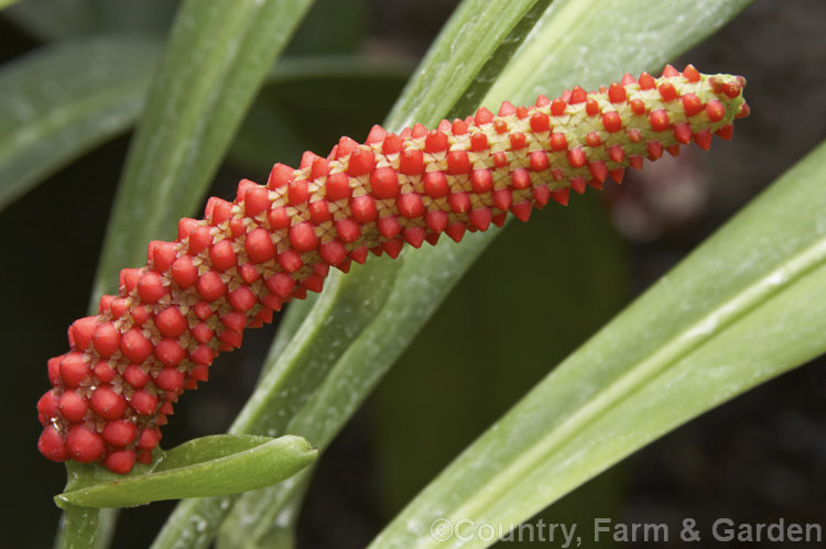 Anthurium bakeri, a perennial, often epiphytic, found from Guatemala to Colombia. The leaves are narrow, leathery and up to 50cm long. Its small yellow-green spathes are not showy, but the red fruits that develop on its 10-20cm long spadix can be colourful. anthurium-2027htm'>Anthurium.