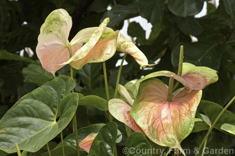 Anthurium andraeanum 'Saturn', one of the many cultivars of the Flamingo. Flower, an epiphytic perennial native to Colombia and Ecuador that is often grown as a house plant. anthurium-2027htm'>Anthurium.