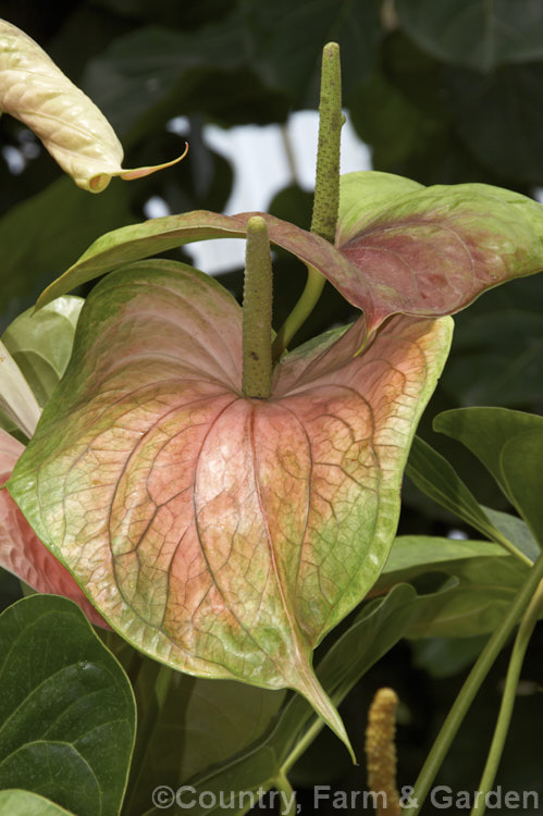 Anthurium andraeanum 'Saturn', one of the many cultivars of the Flamingo. Flower, an epiphytic perennial native to Colombia and Ecuador that is often grown as a house plant. anthurium-2027htm'>Anthurium.