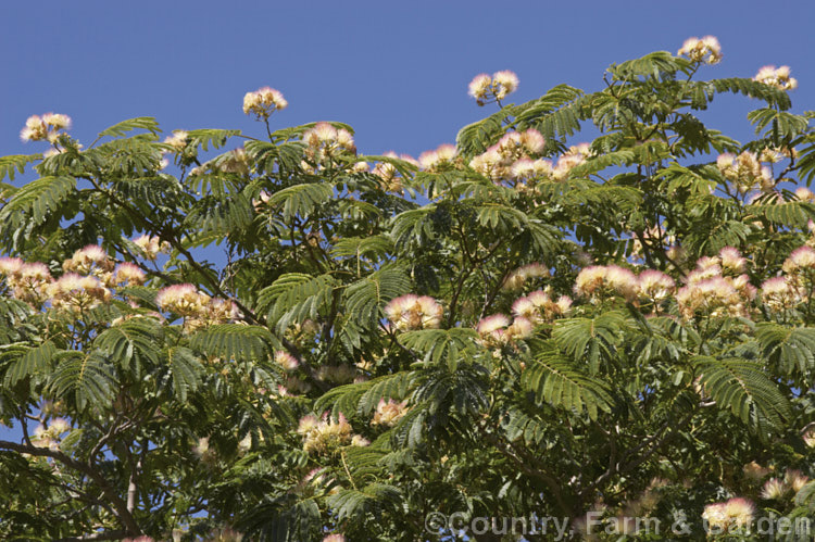 Silk Tree (<i>Albizia julibrissin</i>), a flat-topped, 6m tall deciduous tree found naturally from Iran to Japan. It flowers heavily from mid-summer. albizia-2159htm'>Albizia.