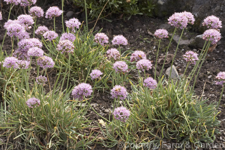 Blue-leaved German Garlic (<i>Allium senescens var. glaucum</i>), a bulbous-rooted late summer- to autumn-flowering Eurasian bulb. Mainly cultivated as an ornamental, its leaves are sometimes used for flavouring. allium-2045htm'>Allium.