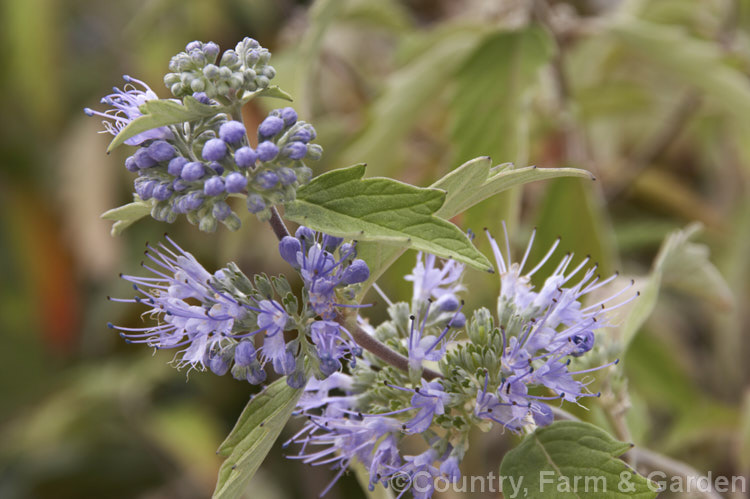 Caryopteris x clandonensis 'Heavenly. Blue', a deep blue-flowered cultivar of the Bluebeard or Blue Spiraea, a Caryopteris incana x Caryopteris mongholica hybrid, both northAsian species, which is a 15m tall deciduous shrub. caryopteris-2771htm'>Caryopteris.