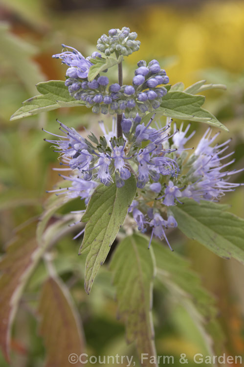 Caryopteris x clandonensis 'Heavenly. Blue', a deep blue-flowered cultivar of the Bluebeard or Blue Spiraea, a Caryopteris incana x Caryopteris mongholica hybrid, both northAsian species, which is a 15m tall deciduous shrub. caryopteris-2771htm'>Caryopteris.