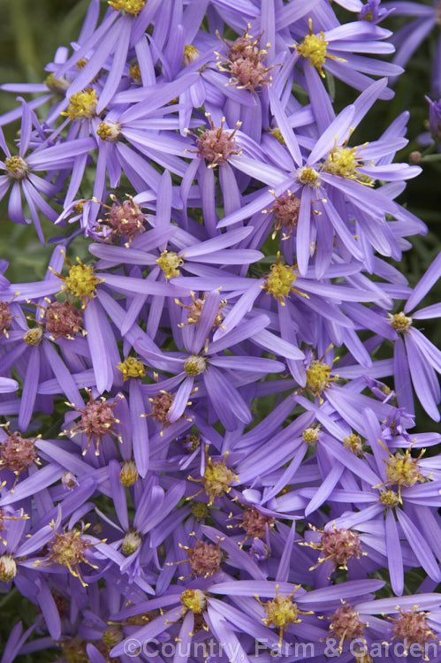 Aster sedifolius (syn. Aster acris</i>), a 12m high autumn-flowering annual or short-lived perennial native to southern, eastern and central Europe. aster-2378htm'>Aster.