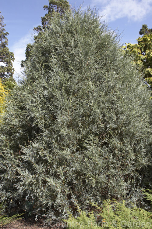 Juniperus scopulorum 'Springbank', this upright conical form of the Rocky. Mountain juniper has particularly glaucous foliage and drooping branch tips. Order: Pinales, Family: Cupressaceae