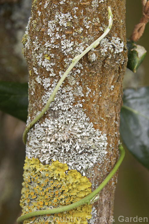 A young twining stem tip of a Chinese Wisteria (<i>Wisteria sinensis</i>) climbs us a lichen-encrusted branch. This spring-flowering vine native to China occurs in many cultivars. The stem of this species twines in the opposite direction to that of the Japanese Wisteria: anti-clockwise not clockwise. wisteria-2308htm'>Wisteria.