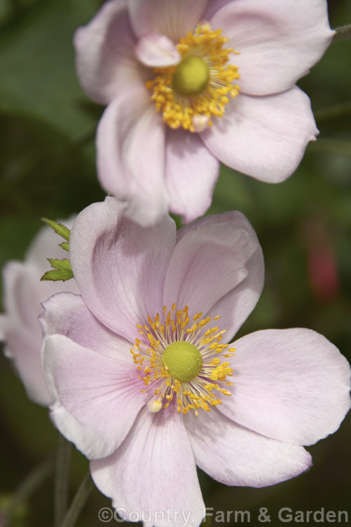 Japanese Anemone (<i>Anemone scabiosa [syns. Anemone hupehensis var. japonica, Anemone x hybrida, Anemone japonica]), an autumn-flowering perennial native to Japan and China. Order: Ranunculales, Family: Ranunculaceae